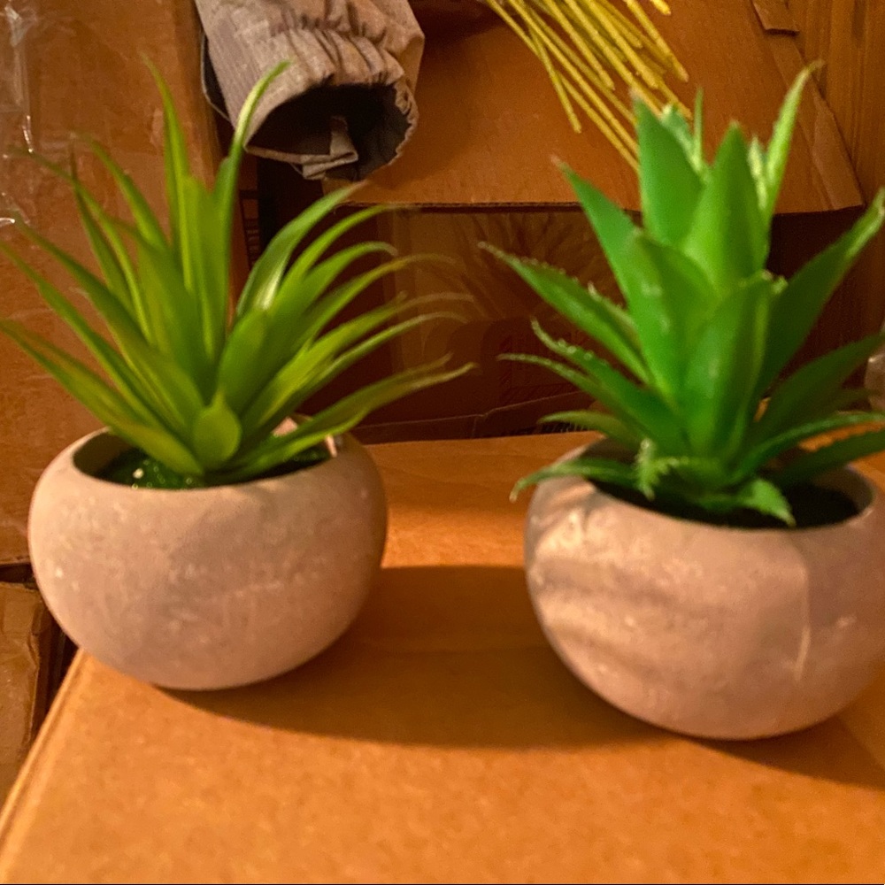 Faux plants Aloe Vera x 2